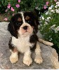  - Jolis Cavalier king charles