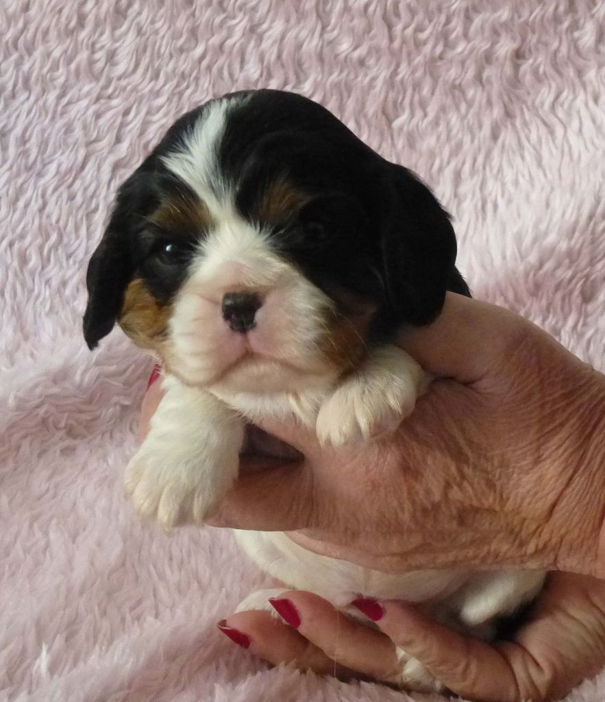 Du Rougaillou - Cavalier King Charles Spaniel - Portée née le 20/01/2019