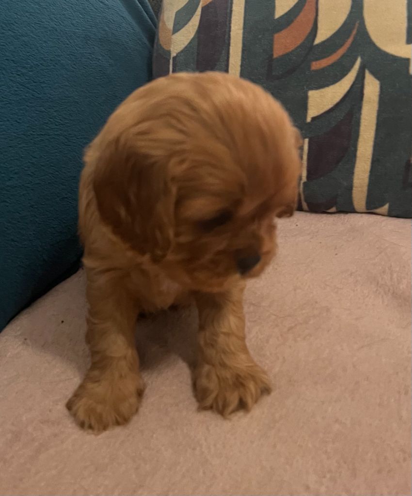 Du Rougaillou - Chiot disponible  - Cavalier King Charles Spaniel