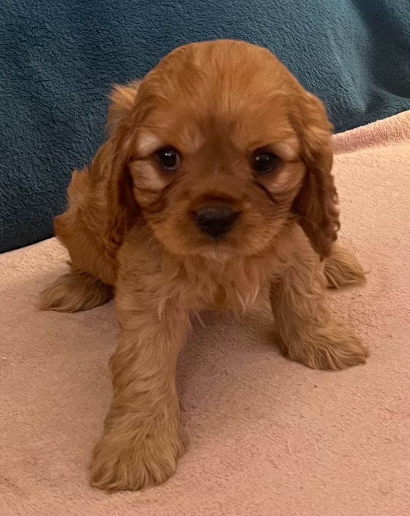 Du Rougaillou - Chiot disponible  - Cavalier King Charles Spaniel