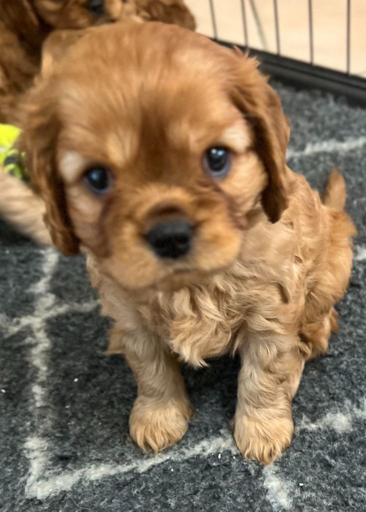 Du Rougaillou - Chiot disponible  - Cavalier King Charles Spaniel