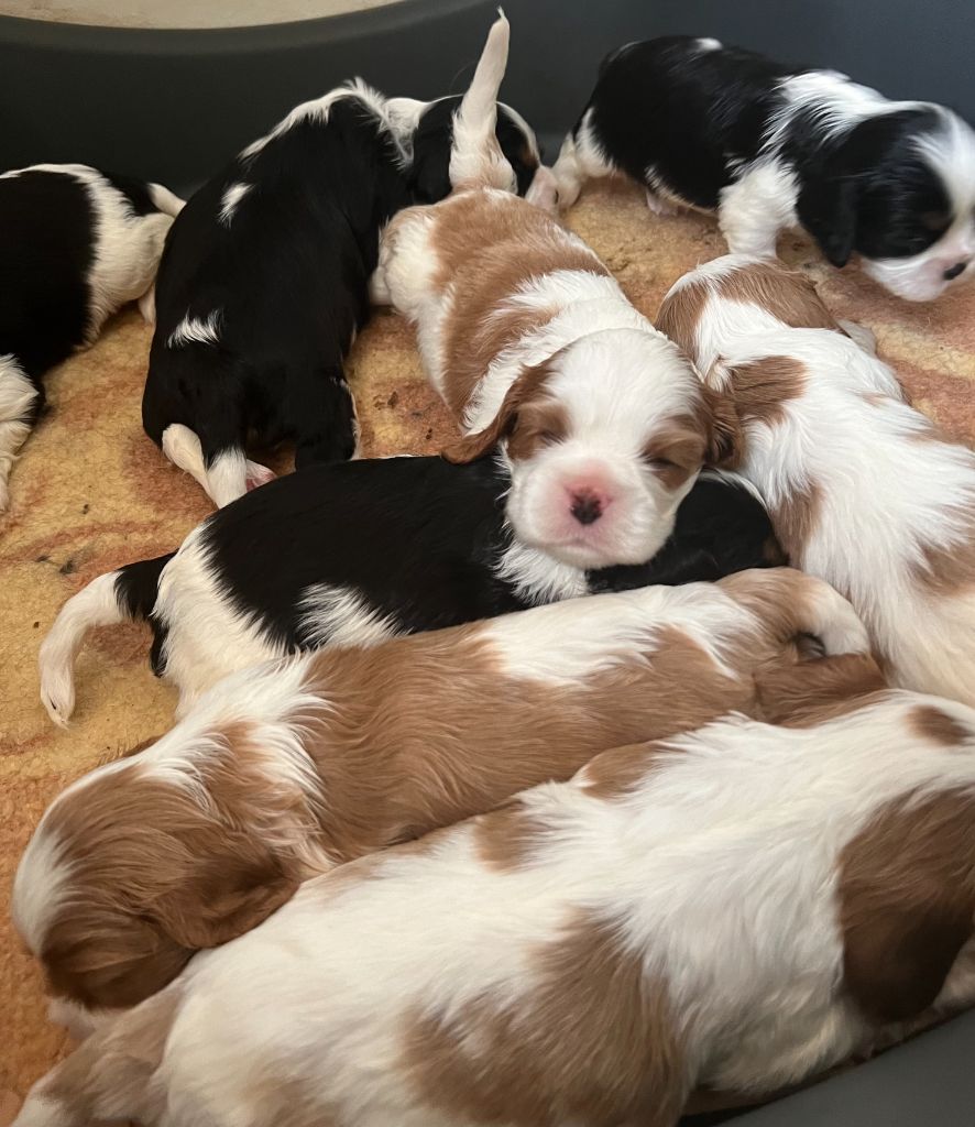 chiot Cavalier King Charles Spaniel Du Rougaillou