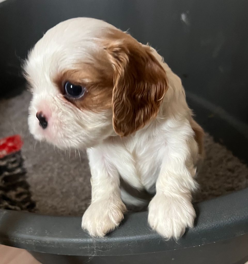 Du Rougaillou - Chiot disponible  - Cavalier King Charles Spaniel