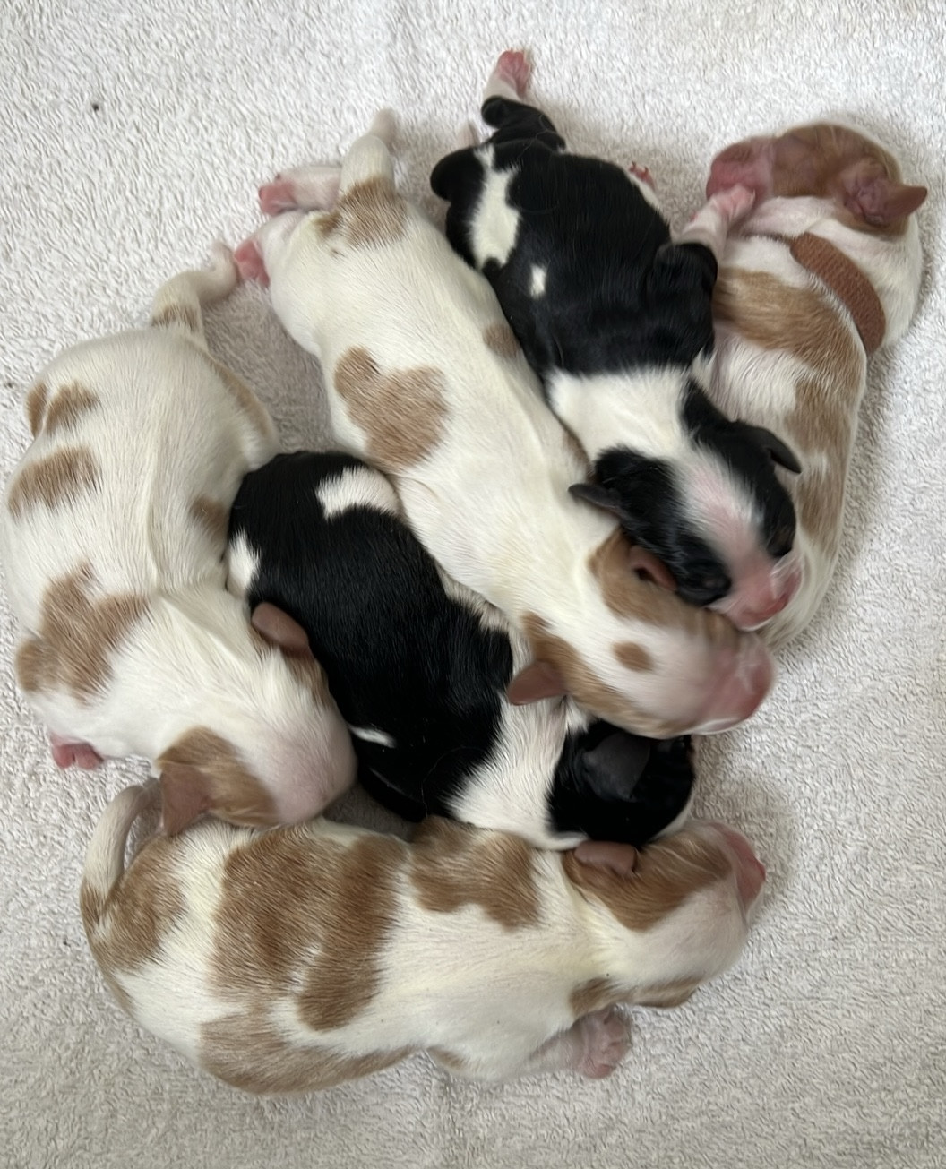 Chiot Cavalier King Charles Spaniel Du Rougaillou