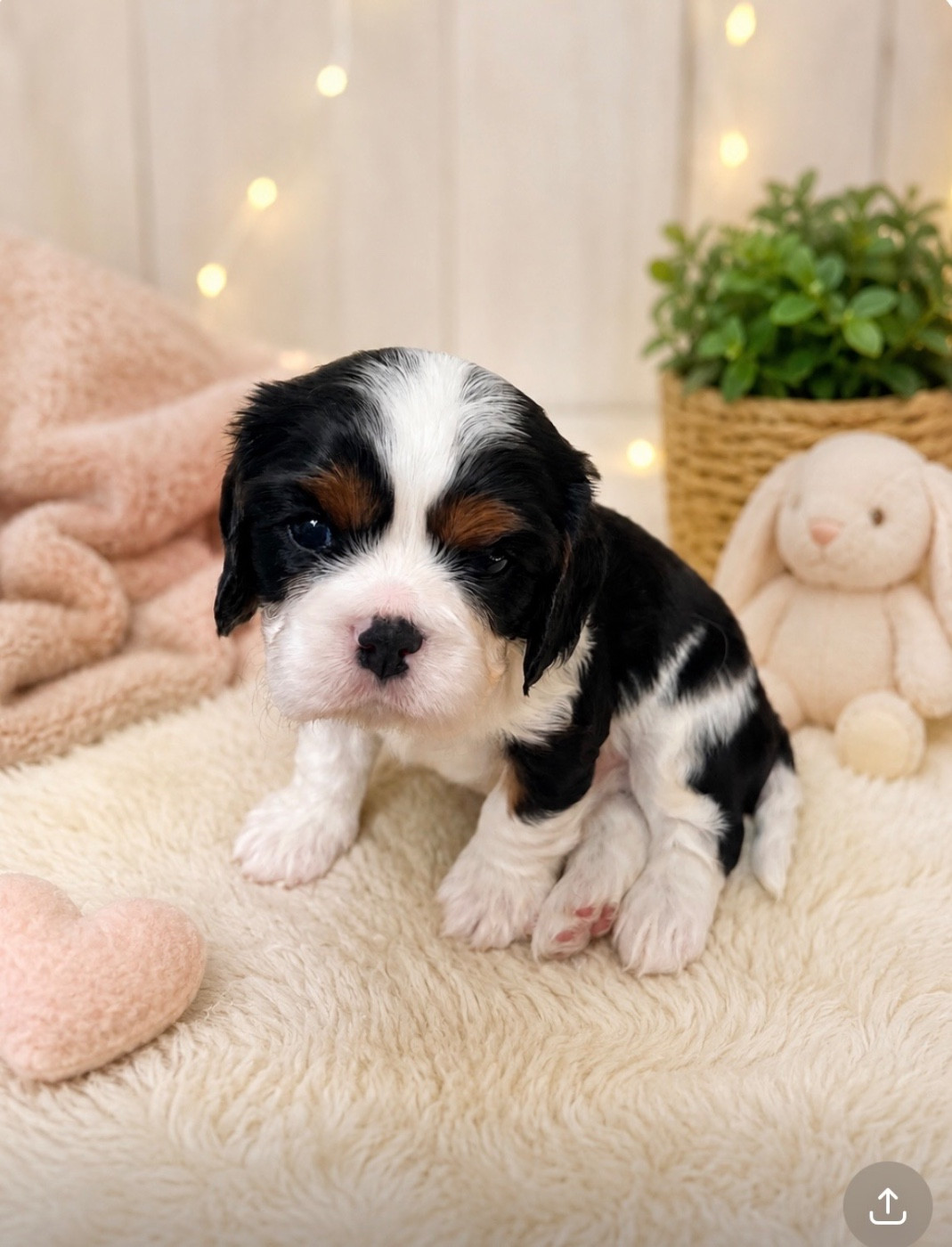 Du Rougaillou - Chiots disponibles - Cavalier King Charles Spaniel