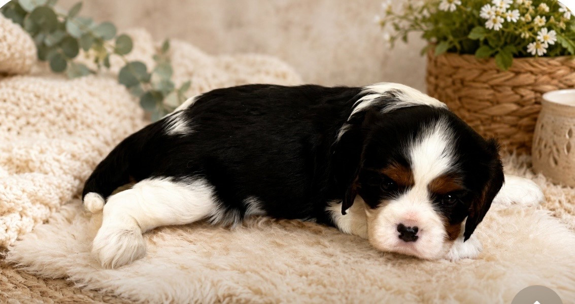 Du Rougaillou - Chiots disponibles - Cavalier King Charles Spaniel