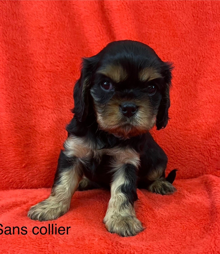 Du Rougaillou - Chiots disponibles - Cavalier King Charles Spaniel
