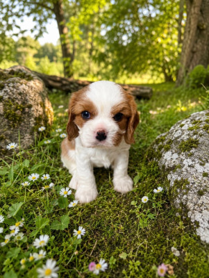 Chiot N°4