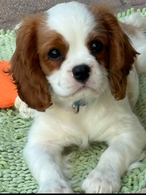 BILBO