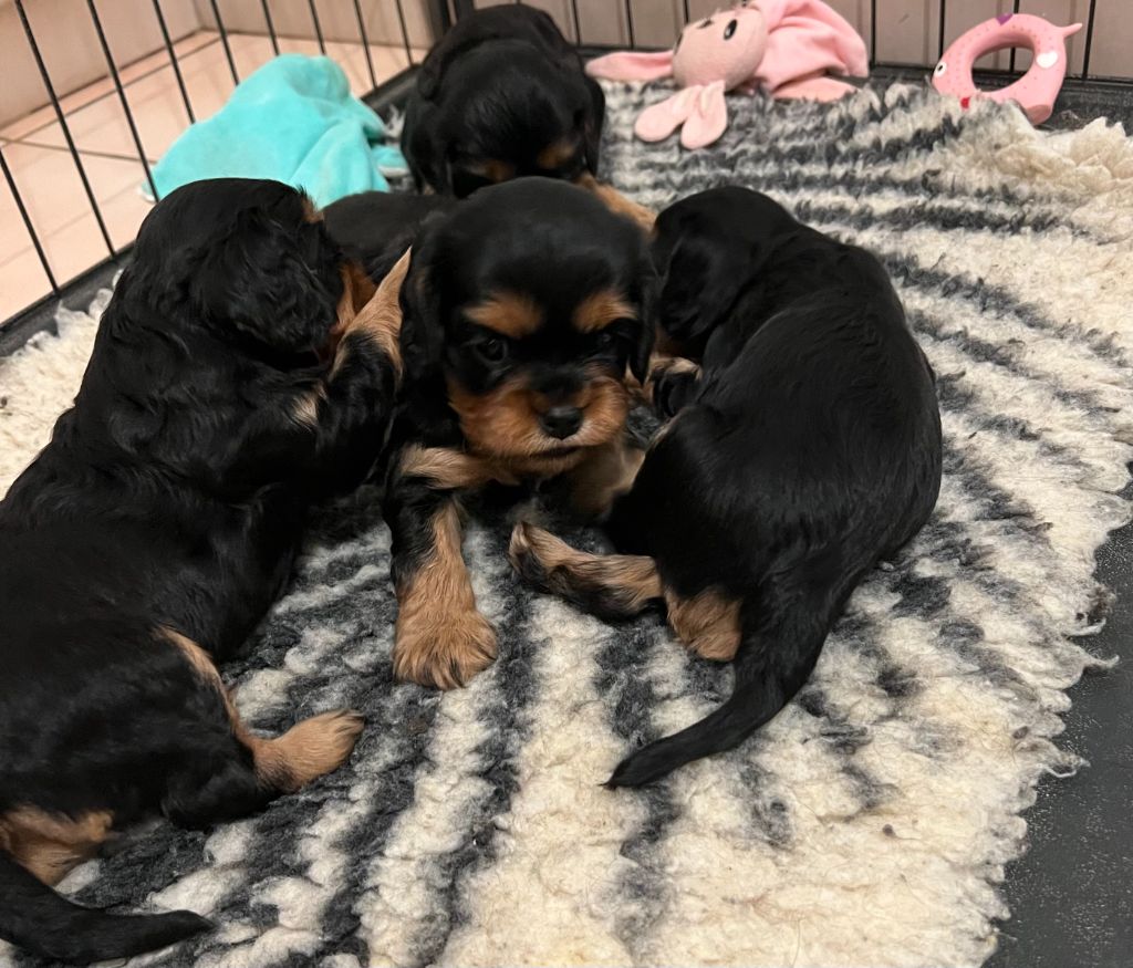 Chiot Cavalier King Charles Spaniel Du Rougaillou