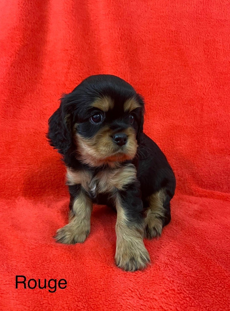 Du Rougaillou - Chiots disponibles - Cavalier King Charles Spaniel